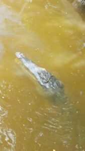 Florida - Cococdrilo en Everglades