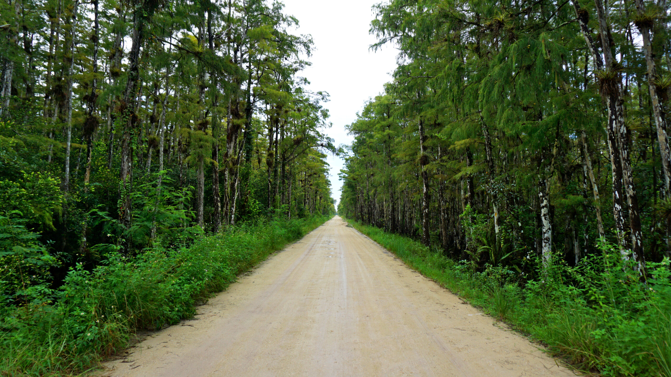 Florida - Loop Road Scenic Drive Florida - Loop Road Scenic Drive