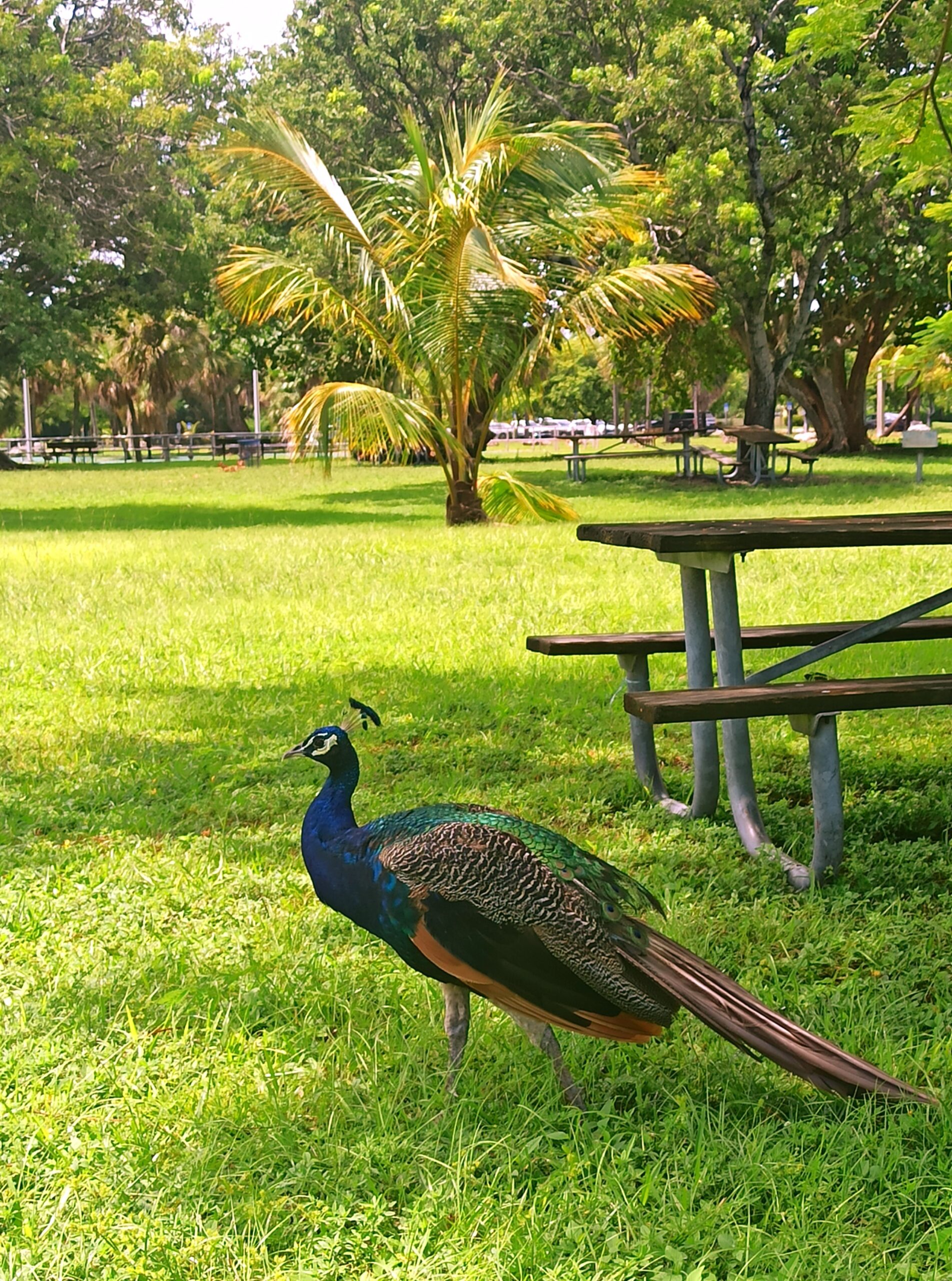 Florida - Pavo Real en Key Biscayne