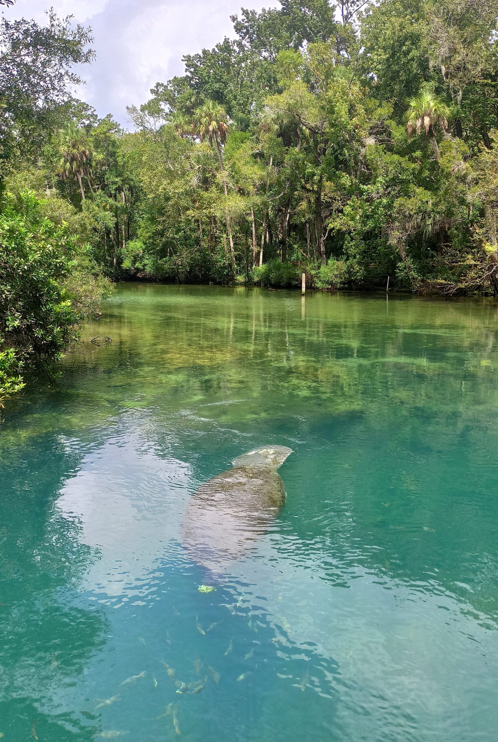 Florida - Manatí en Homosassa Springs