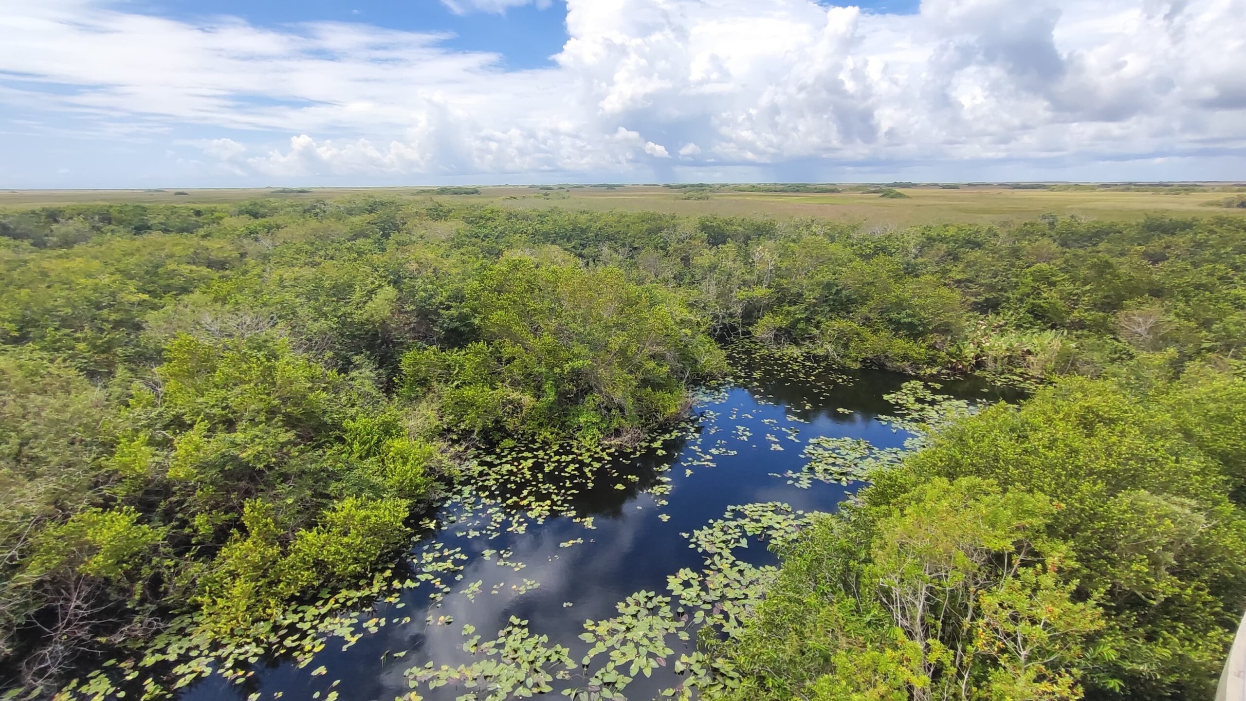 Florida - Vistas desde la torre de observación de Shark Valley Florida - Vistas desde la torre de observación de Shark Valley