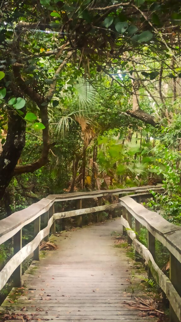Florida - Mahogany Hammock Trail Florida - Mahogany Hammock Trail