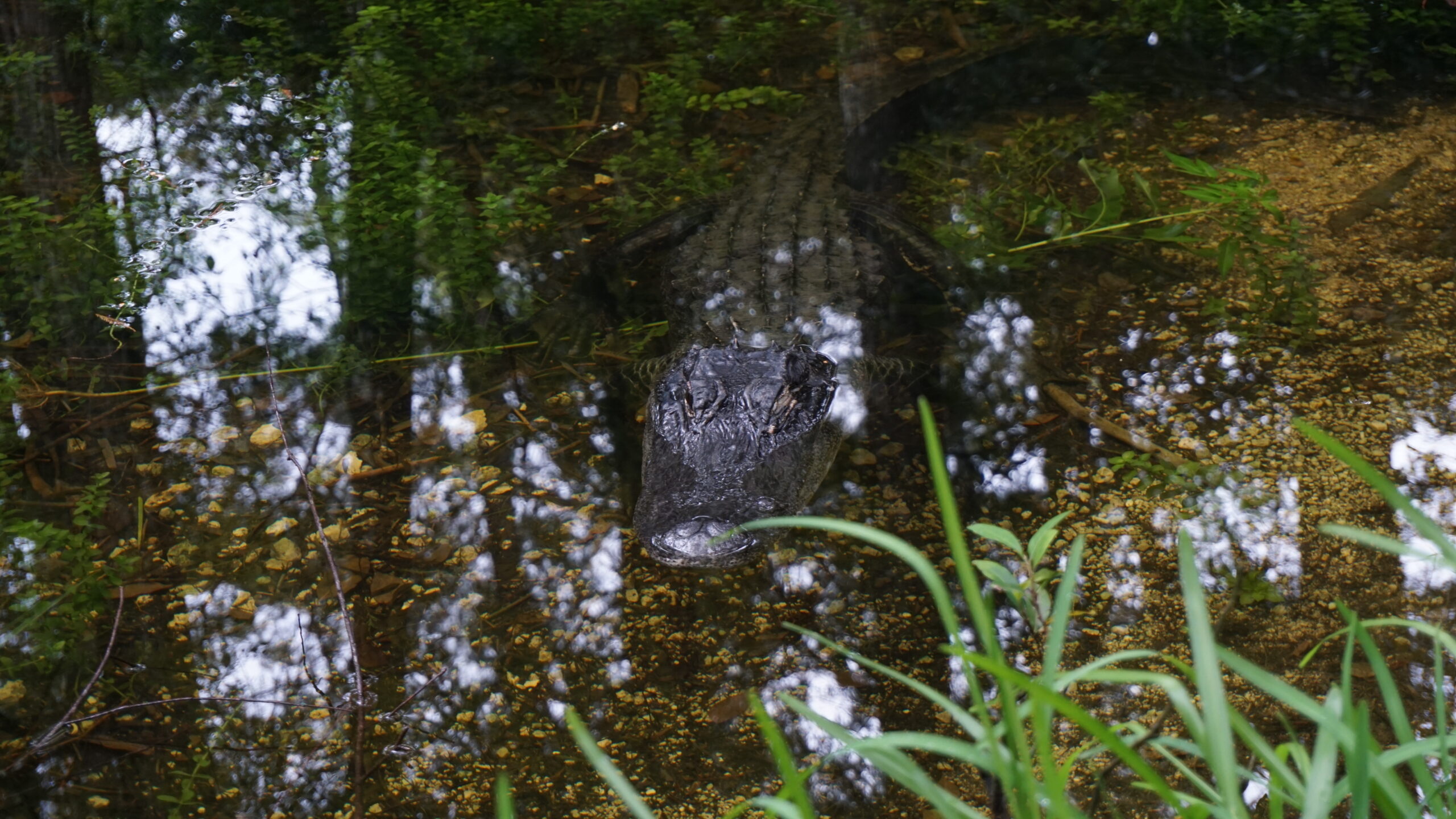 Florida - Caimán en Loop Road Scenic Drive