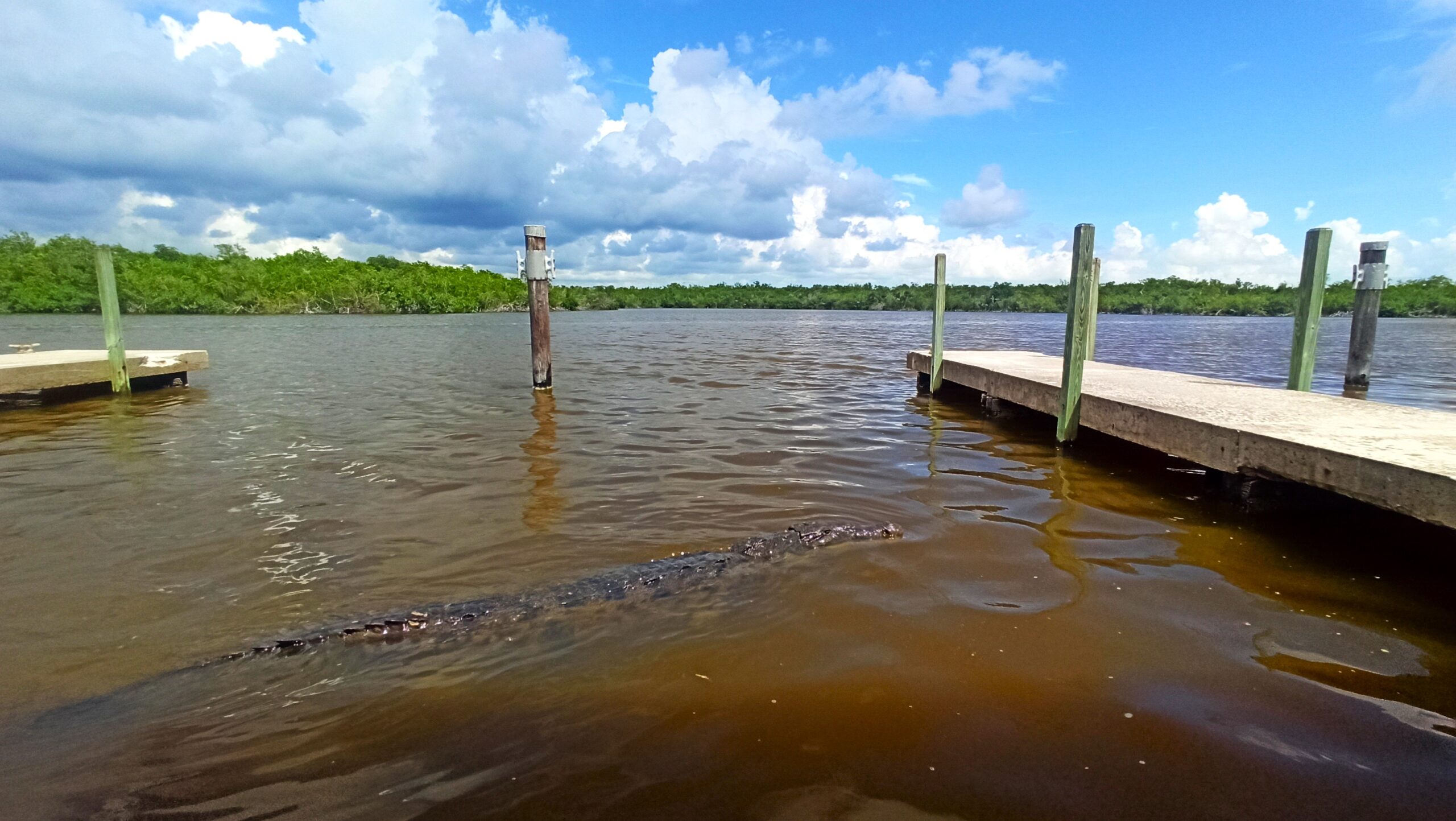 Florida - Cocodrilo en West Lake (Everglades)